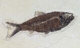 Mioplosus & Knightia Fossil Fish Association - Wyoming #62665-2